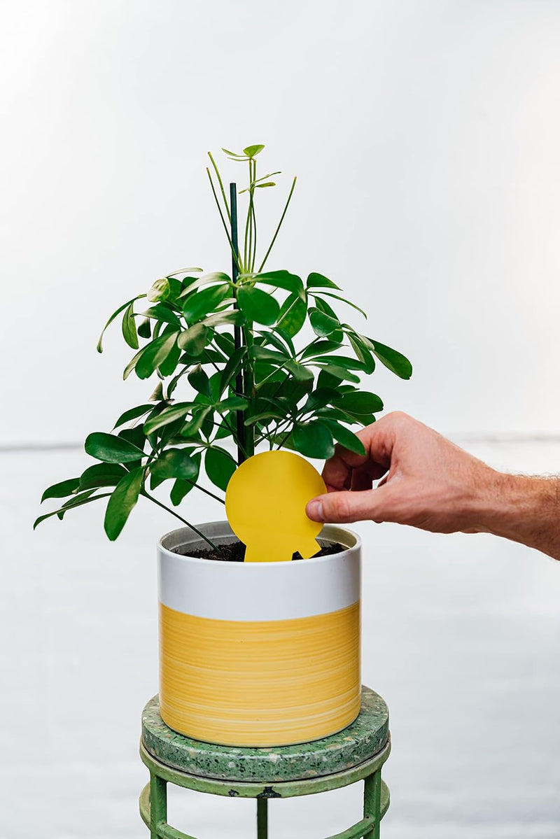 The Mosquito Company Fungus Gnat Sticky Traps - 10 Traps
