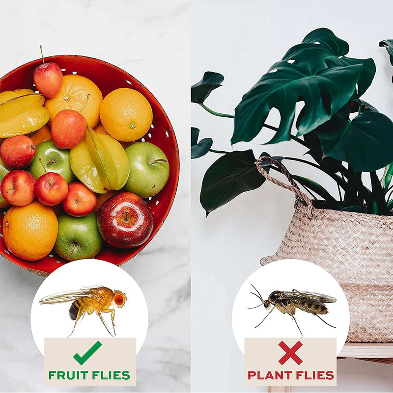 The Mosquito Company Fungus Gnat Sticky Traps - 10 Traps
