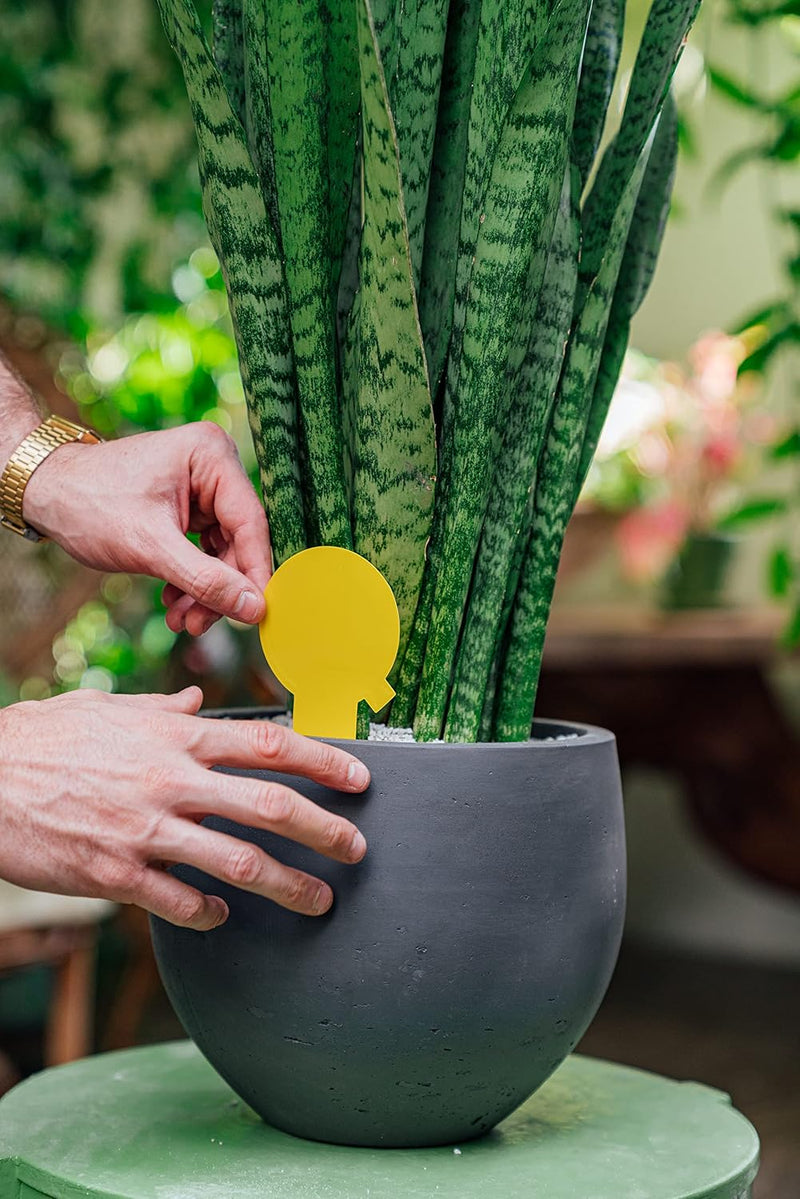 The Mosquito Company Fungus Gnat Sticky Traps - 10 Traps