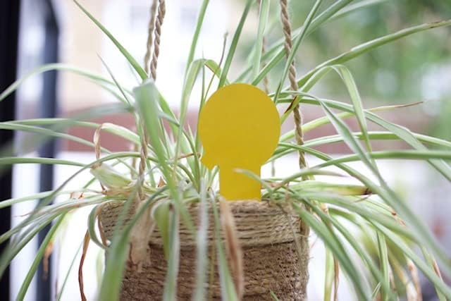 The Mosquito Company Fungus Gnat Sticky Traps - 10 Traps